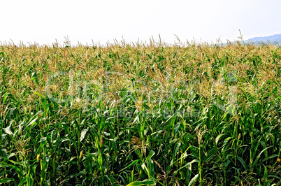Corn in corn field
