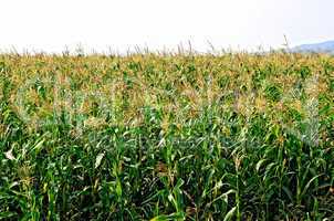 Corn in corn field