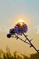 Flower spiny at sunset