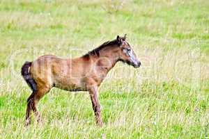 Foal brown on green meadow