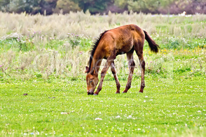 Foal brown on meadow