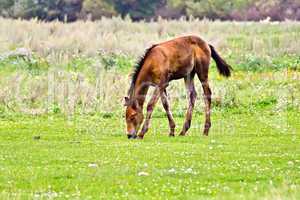 Foal brown on meadow