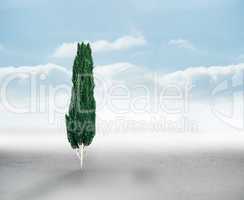 Composite image of tall tree with green foilage
