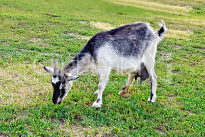 Goat gray on the grass