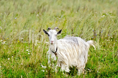 Goat white in the grass