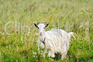Goat white in the grass