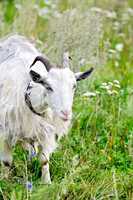 Goat white on grass