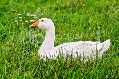 Goose white in grass