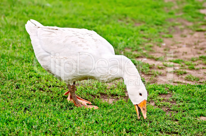 Goose white nips green grass