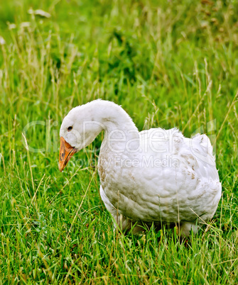 Goose white on grass