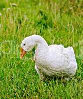 Goose white on grass