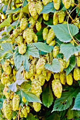 Hops blooming with leaves