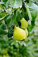 Pears yellow on branch