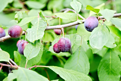 Plums purple on branch with green leaves