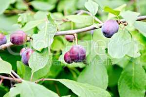 Plums purple on branch with green leaves
