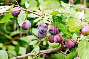 Plums purple on branch with leaves