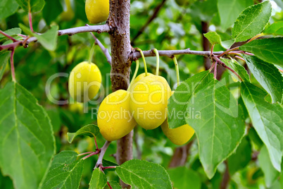 Plums yellow on branch with green leaves