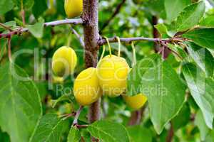 Plums yellow on branch with green leaves