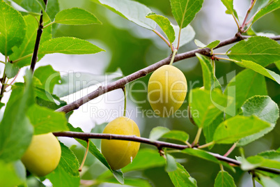 Plums yellow on branch