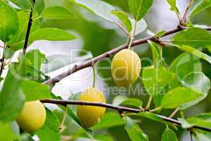 Plums yellow on branch