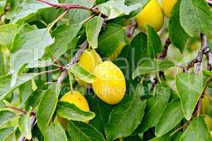 Plums yellow on branch with leaves