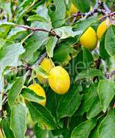 Plums yellow on tree branch with leaves