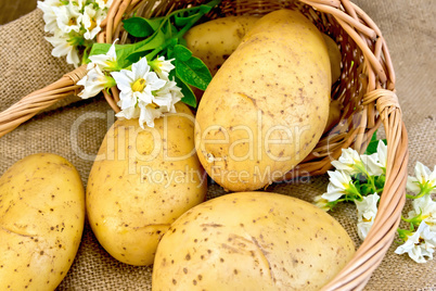 Potato yellow with basket and flower on sacking