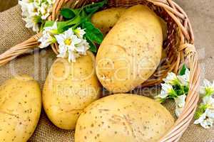 Potato yellow with basket and flower on sacking