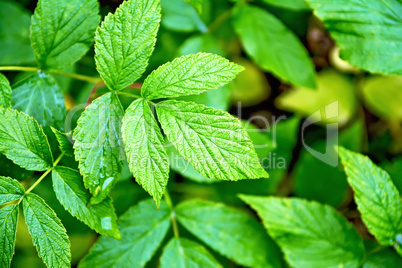 Raspberry leaves green