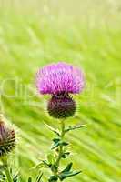 Thistle blooming on meadow