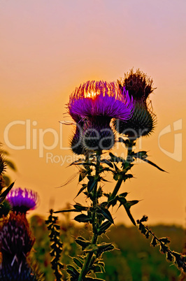 Thistles at sunset