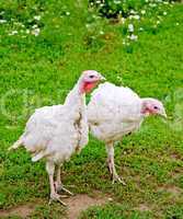 Turkey white on grass background