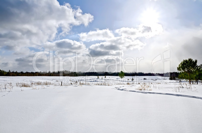 Winter field and forest