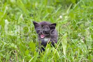 small kitten in the grass