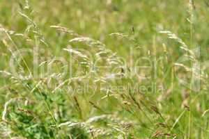 Grass background pattern