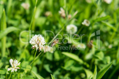Bee flying from clover
