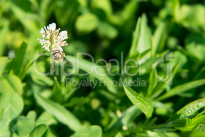 Bee sitting on white clover