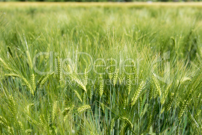 Barley, Hordeum vulgare