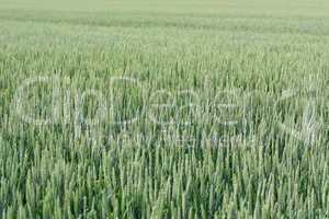 Rye, Secale cereale flowering