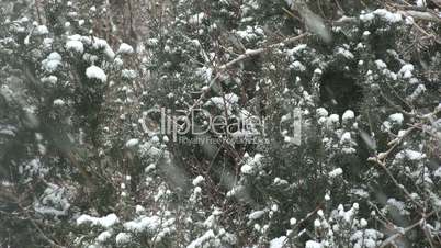 Schneeflocken Tannenbaum 01