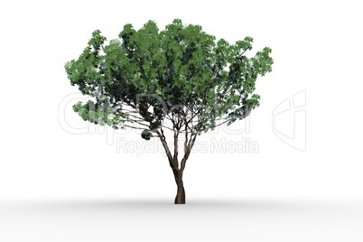 Tree with green leaves growing