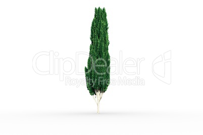Tall tree with green foilage