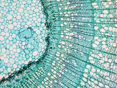 Tilia stem micrograph