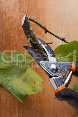 Branch and pruning shears