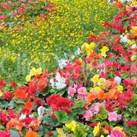 beautiful background of bright garden flowers