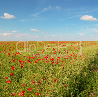 meadow with wild poppies and blue sky