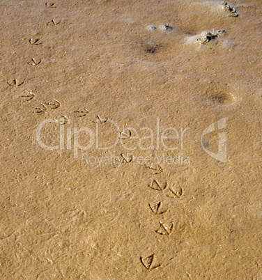 sea bird tracks