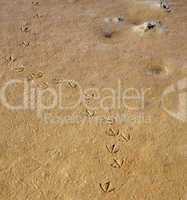 sea bird tracks