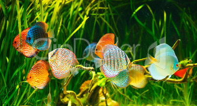 Symphysodon discus