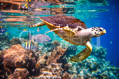 Hawksbill Turtle - Eretmochelys imbricata